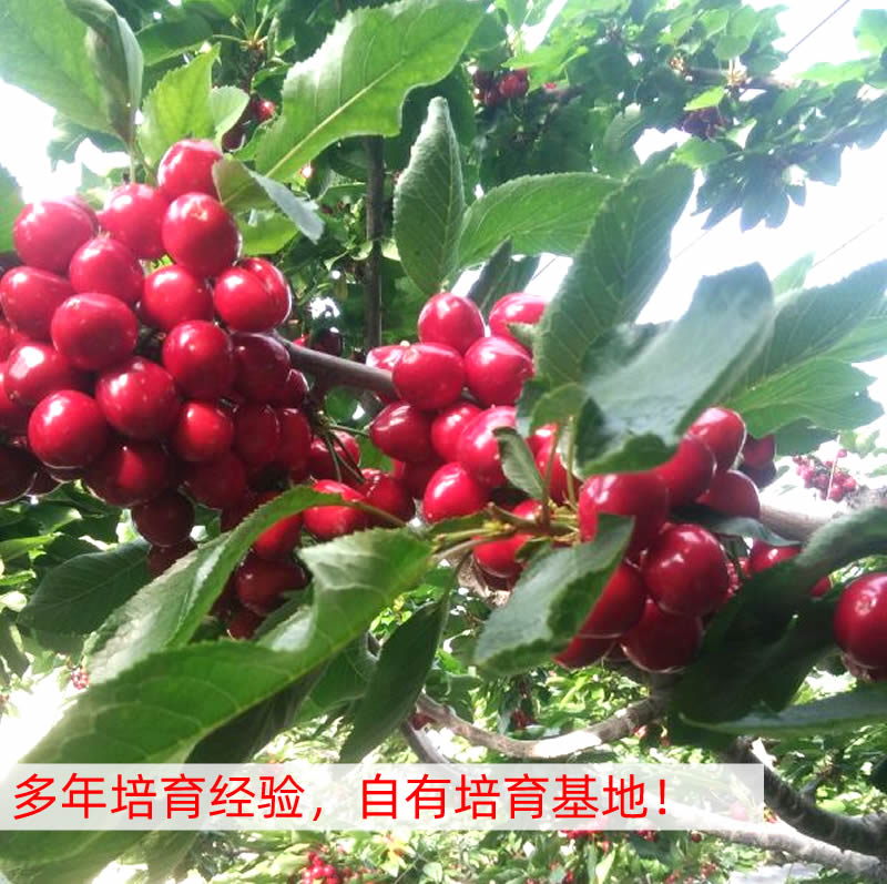 品種櫻桃實生苗批發(fā)批發(fā)商