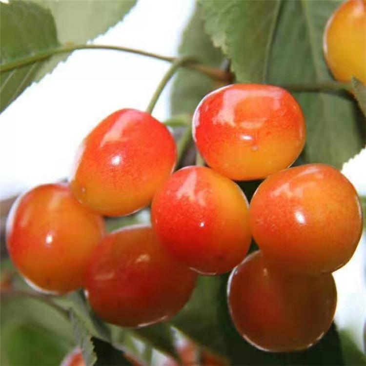 豐產(chǎn)穩(wěn)產(chǎn) 櫻桃實生苗基地品種優(yōu)良