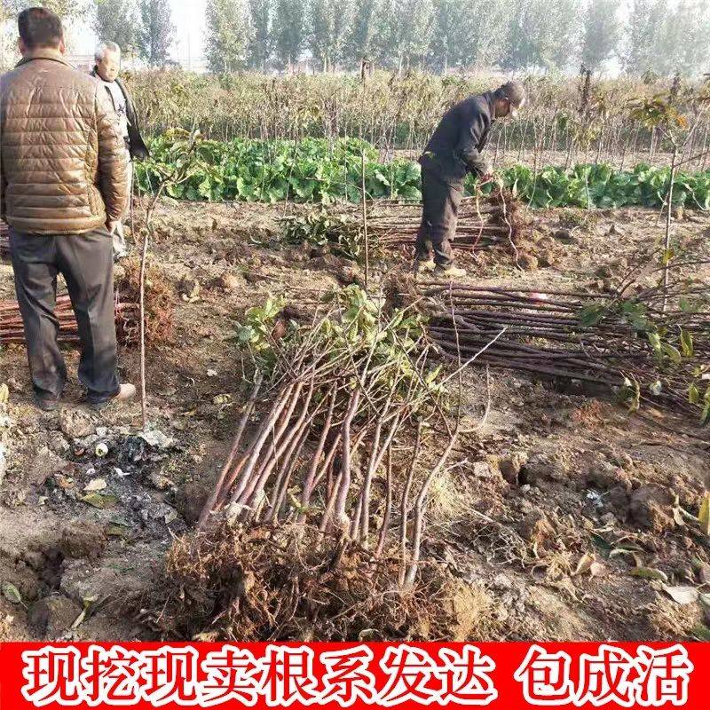 品種櫻桃實生苗批發(fā)批發(fā)商