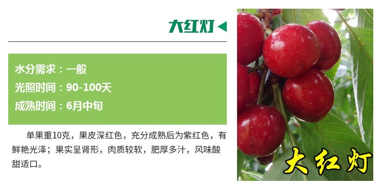 豐產(chǎn)穩(wěn)產(chǎn) 櫻桃實生苗基地品種優(yōu)良