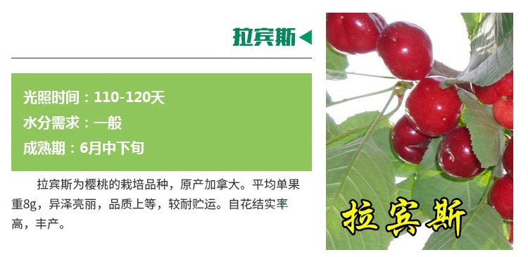 品種櫻桃實生苗批發(fā)批發(fā)商