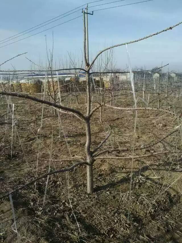 品種櫻桃實生苗批發(fā)批發(fā)商