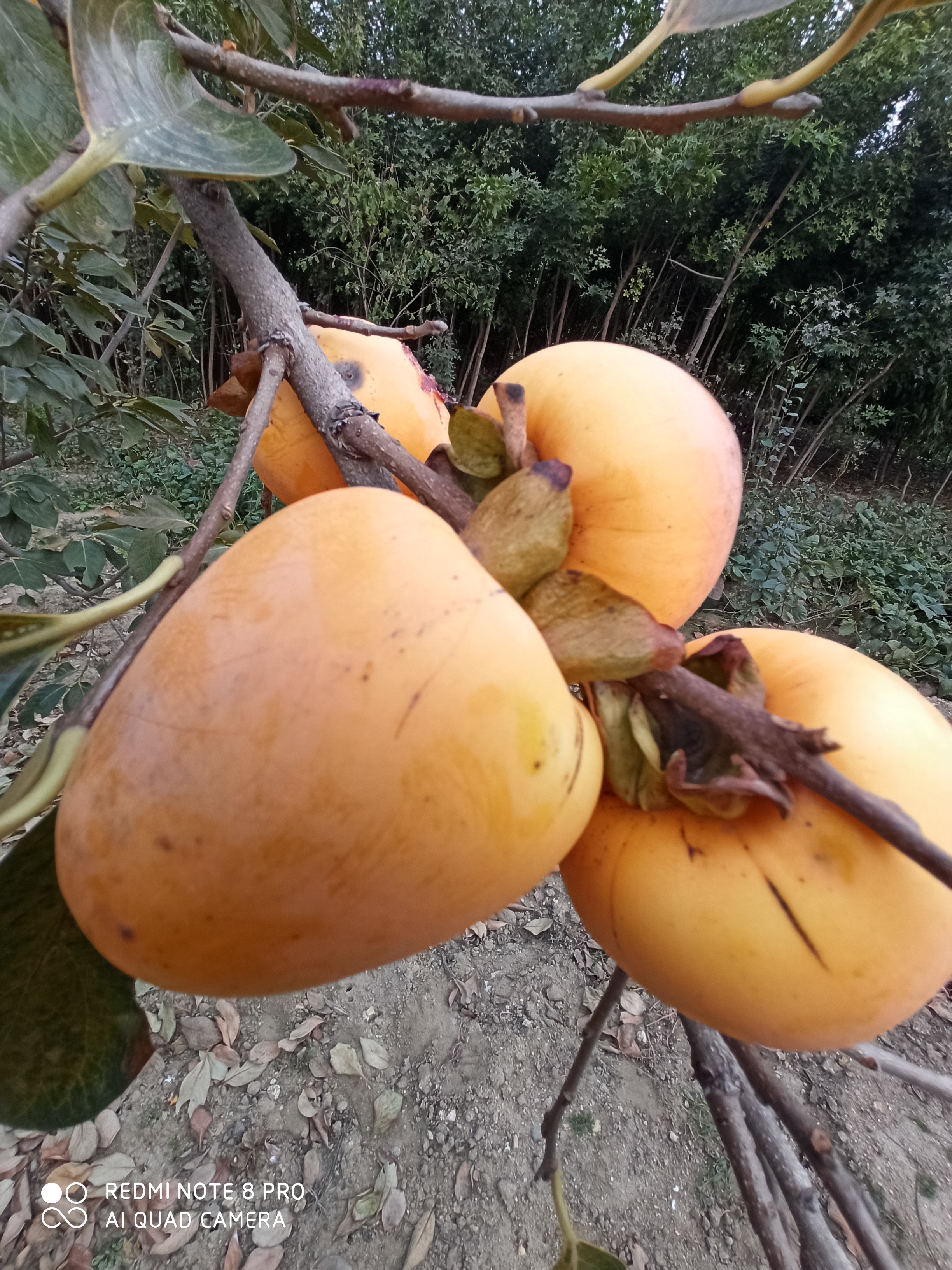 現(xiàn)挖現(xiàn)賣高產(chǎn)柿子苗一顆價格
