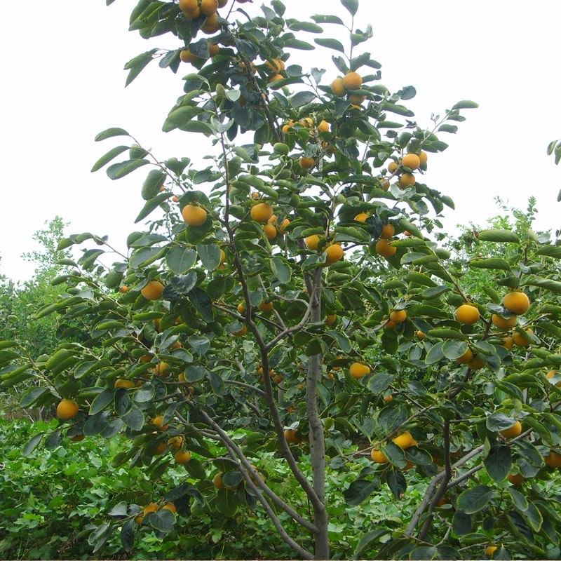 豐產(chǎn)穩(wěn)產(chǎn) 磨盤柿子苗推薦