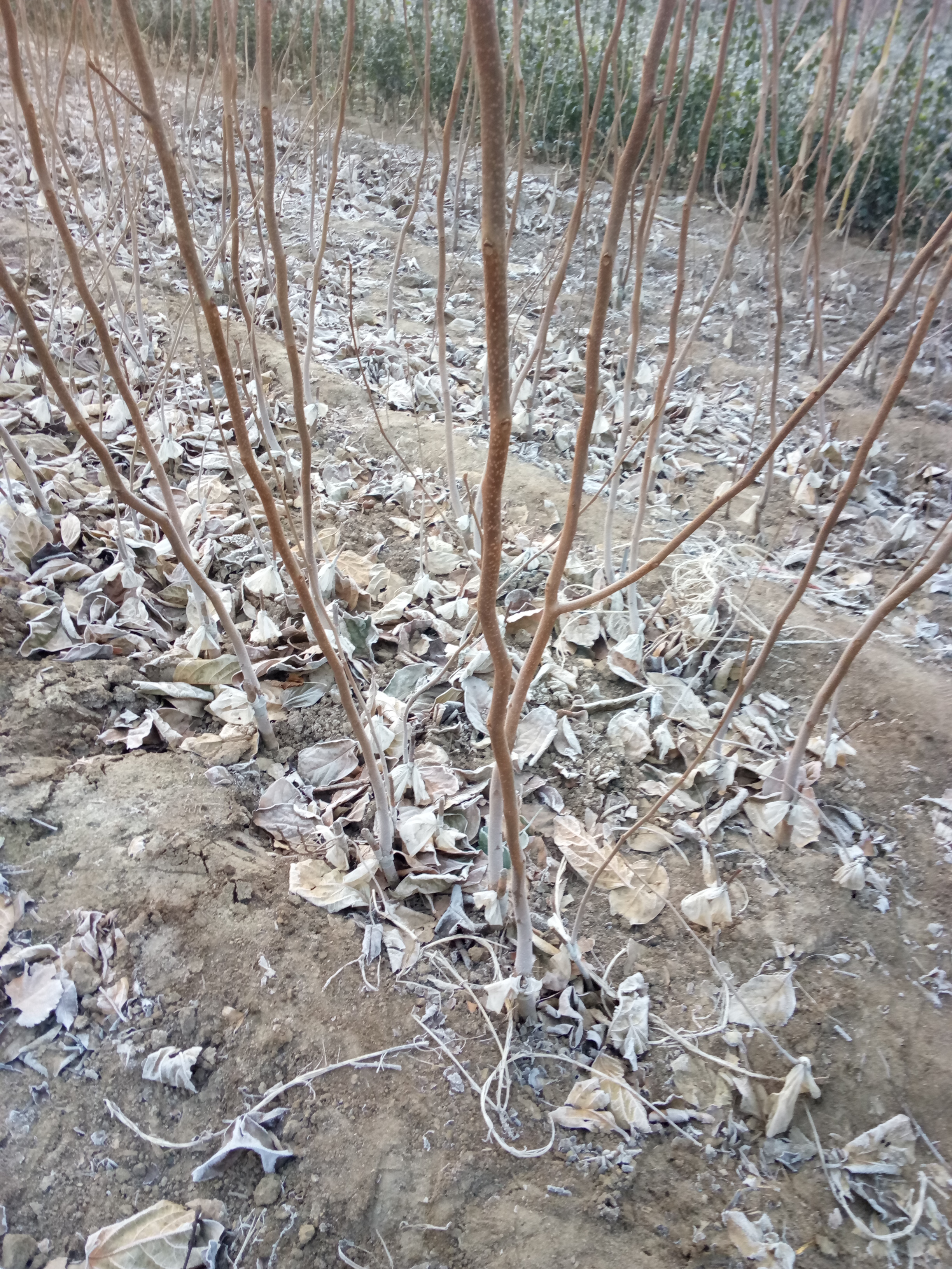 免運費黑柿子苗批發商