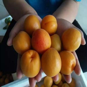現(xiàn)挖現(xiàn)賣杏樹苗批發(fā) 新世紀杏苗