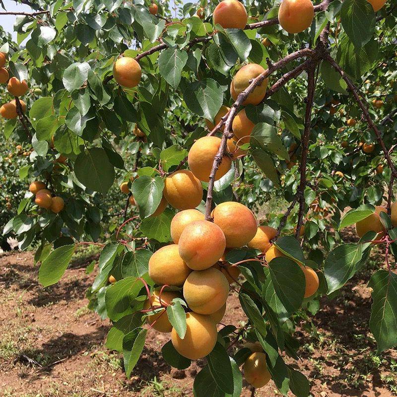 果树苗品种金太阳杏树苗欢迎咨询