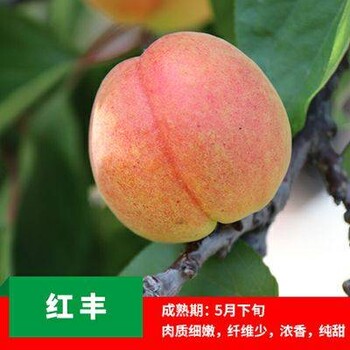 現(xiàn)挖現(xiàn)賣喜光杏樹苗批發(fā)圖片