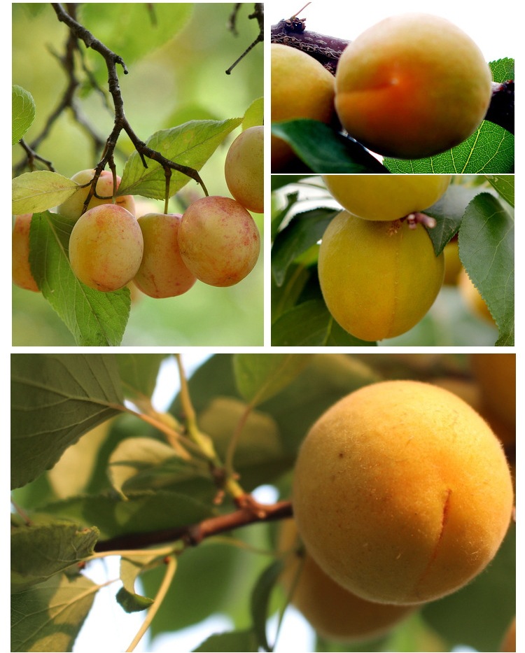 品種3公分紅荷苞杏樹苗 歡迎咨詢