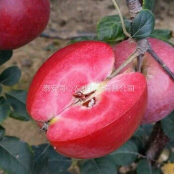 推薦咨詢紅富士蘋果樹苗甘肅