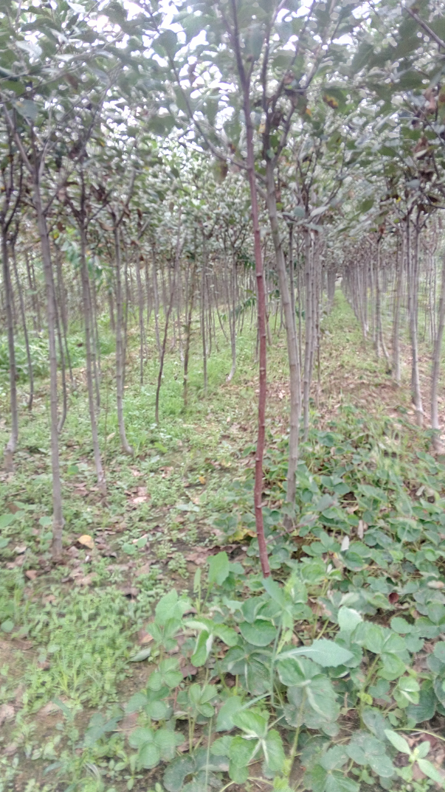 值的信赖红嘎啦苹果树苗青海