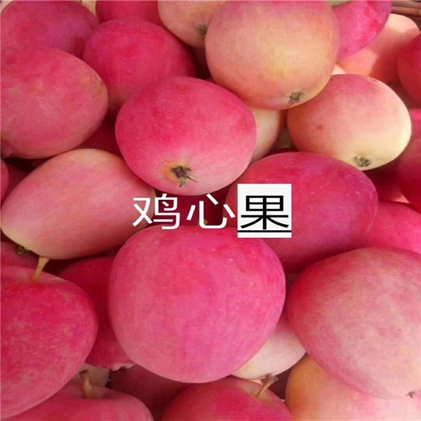 果树苗品种红肉苹果树苗价格江苏