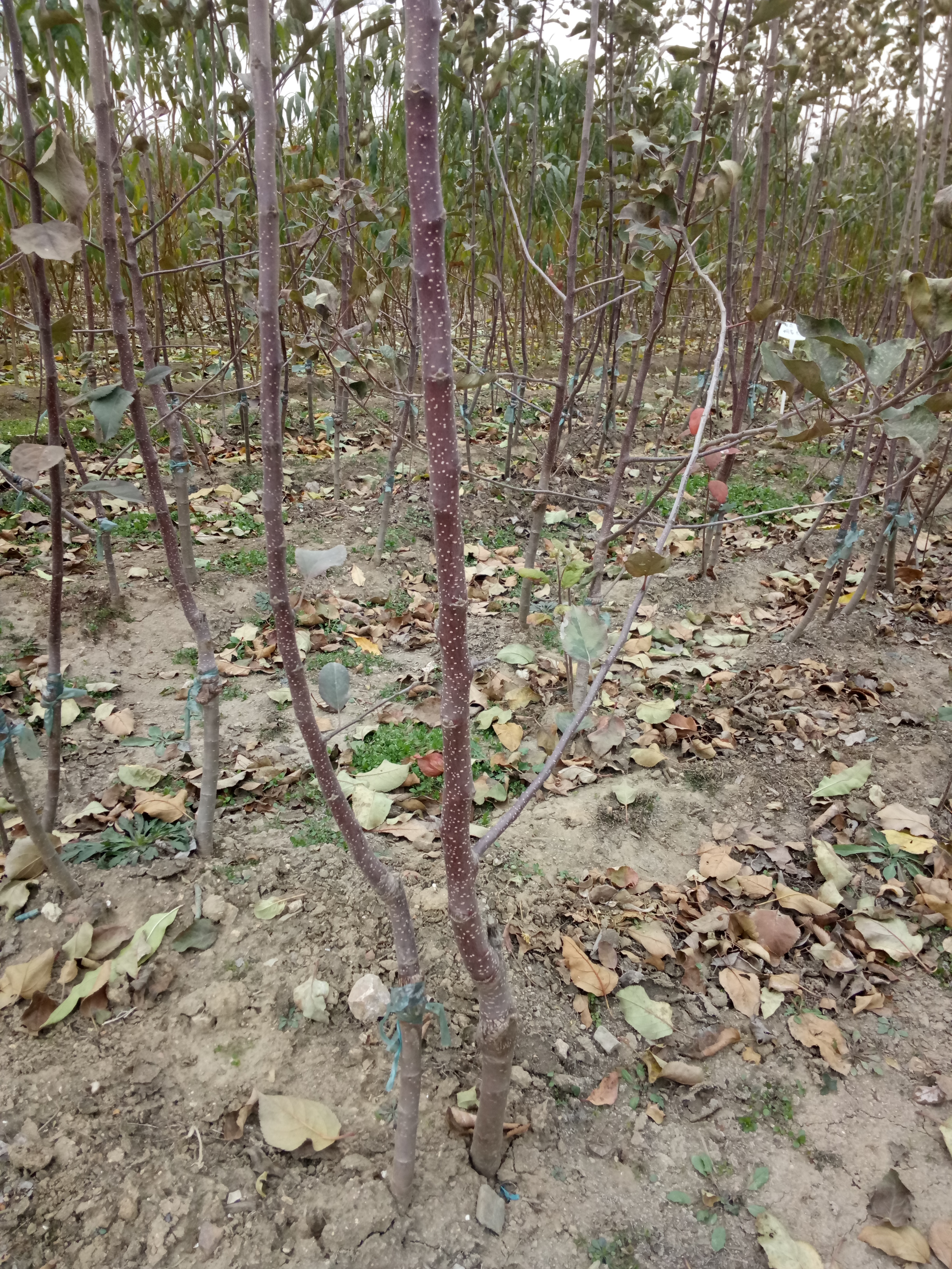 技术要点鲁丽苹果苗四川