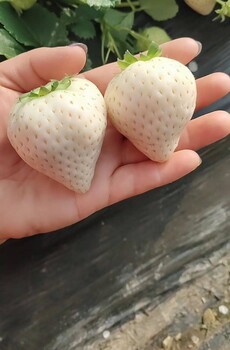 岳阳妙想七号草莓苗—繁育基地