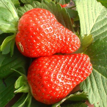 滨州白草莓苗—出售基地