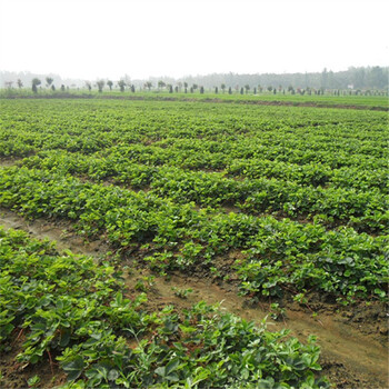 新余法兰地草莓苗—繁育基地