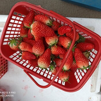 株洲妙想七号草莓苗—万亩草莓苗