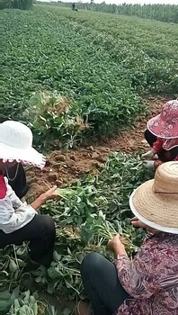 吉林甜查理章姬草莓苗草莓苗種植技術(shù)