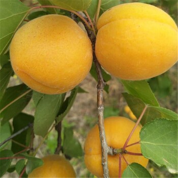 河北早熟金太陽杏樹苗批發(fā)個大凱特杏苗豐產(chǎn)泰安基地