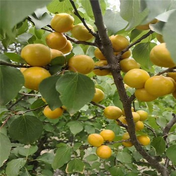 甘肅紅豐杏樹苗產(chǎn)量根系發(fā)達