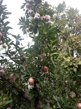 江苏黑苹果树苗品种