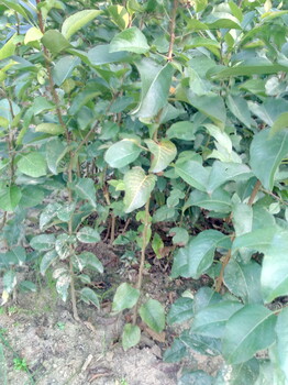 基地1-3公分梨苗批發(fā)早酥紅梨樹苗南北方種植綠寶石梨樹苗