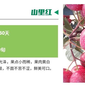 大五棱山楂苗報(bào)價(jià)價(jià)格優(yōu)惠兩年生山楂樹(shù)苗