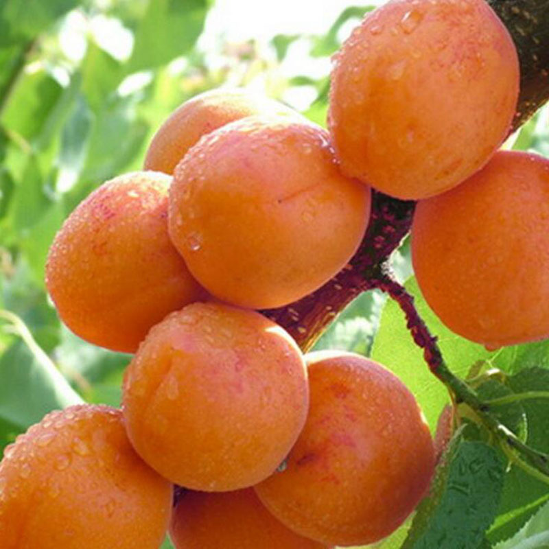 丰园红杏树苗品种量大质优易成活杏苗