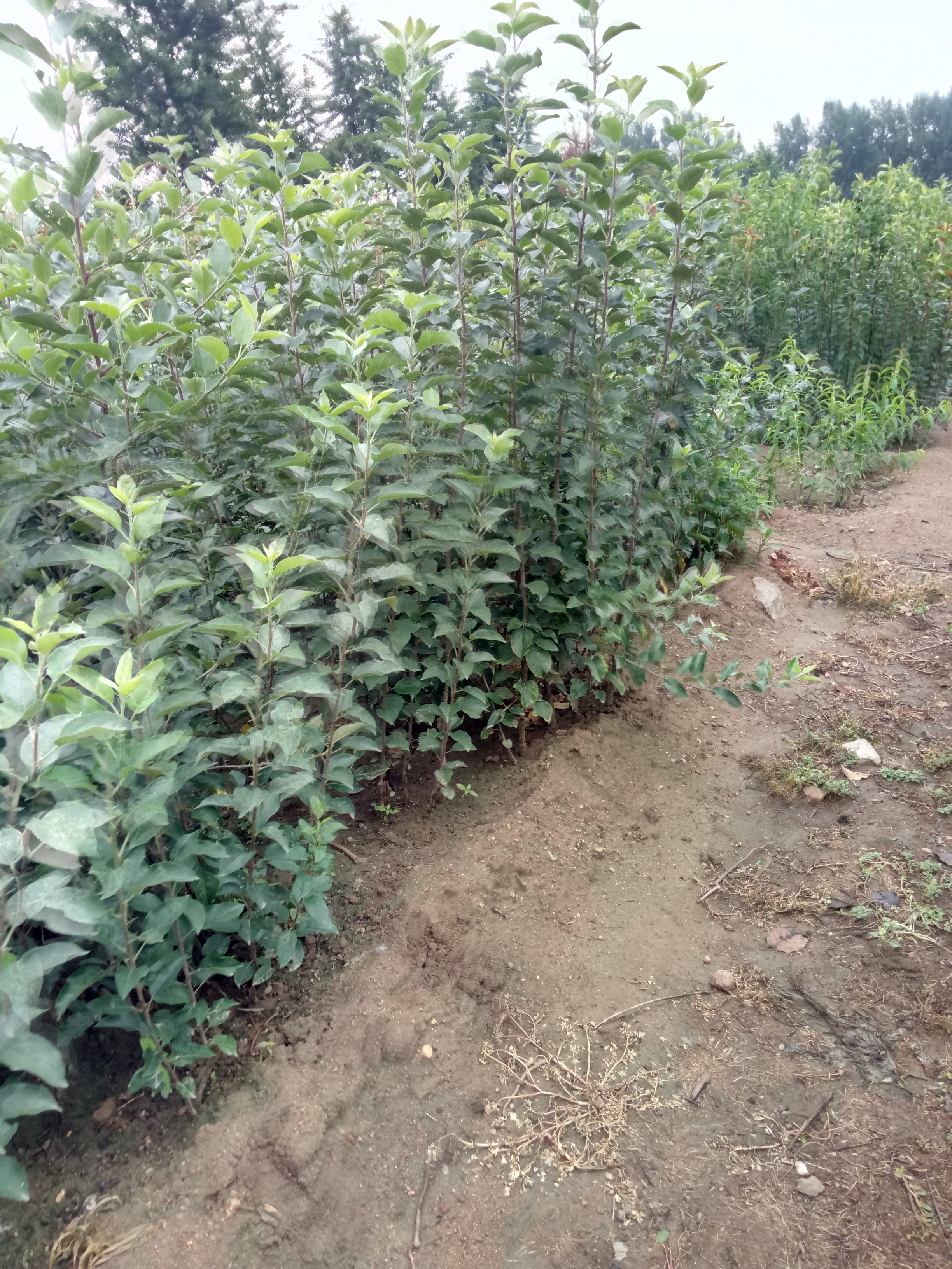 苹果苗厂家现挖现卖早熟苹果苗品种