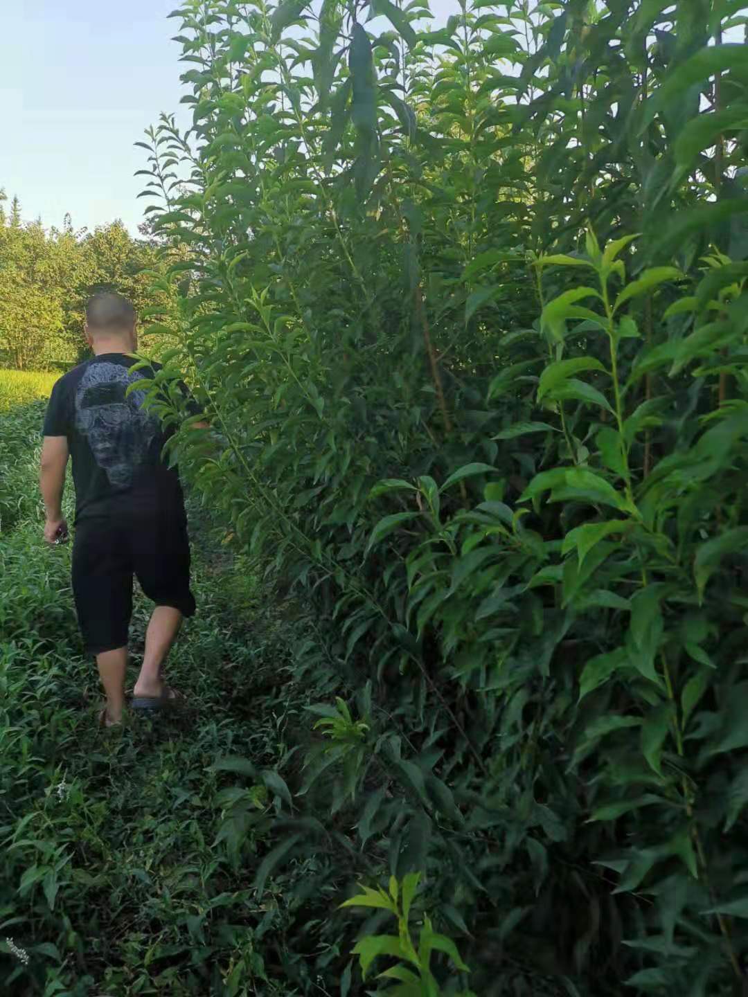 重慶石柱李子樹苗批發_青脆李苗林下作物_李樹苗現場指導