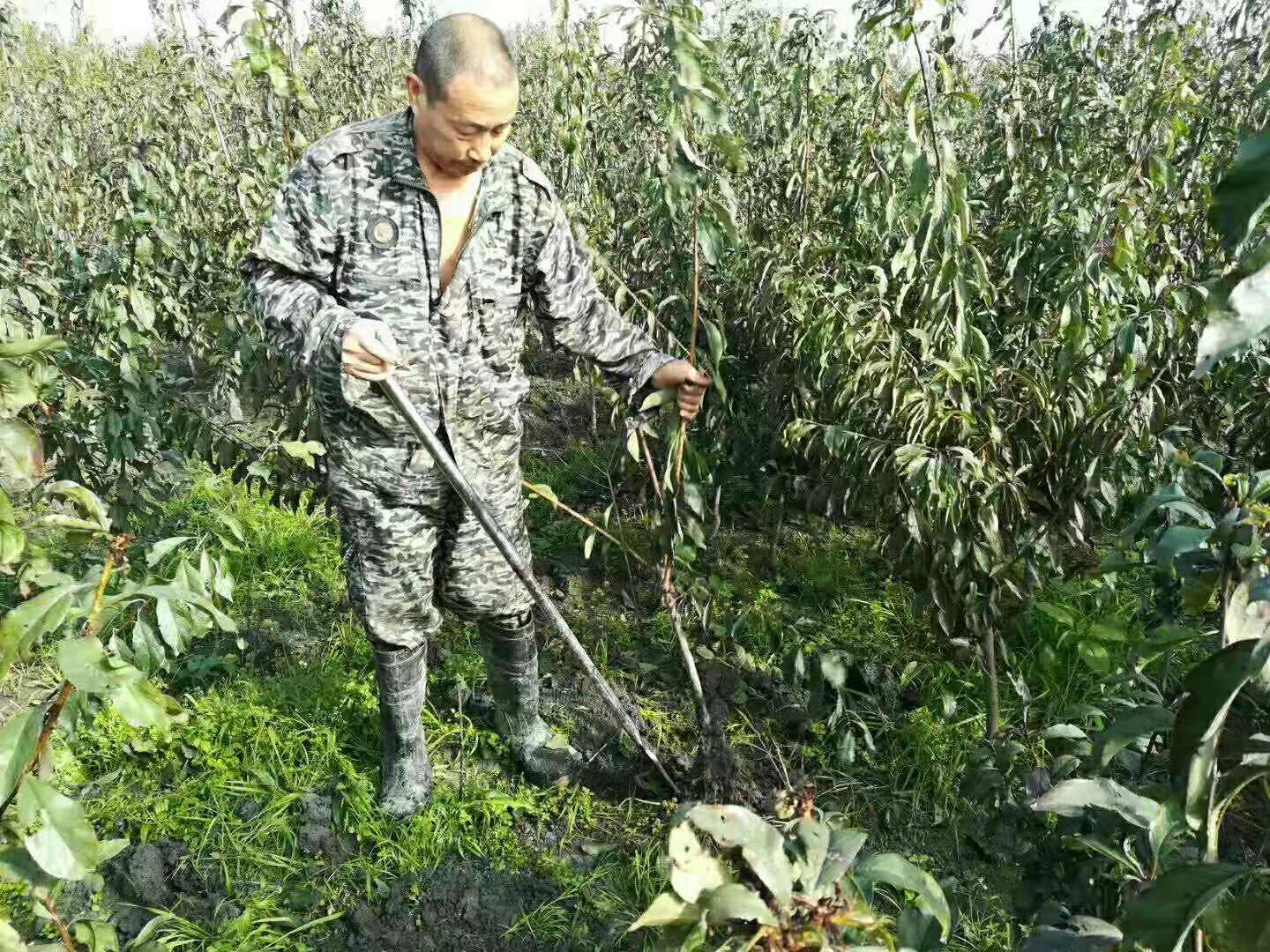 重慶北碚晚熟李子苗_青脆李苗何時施肥_李樹苗產地發售