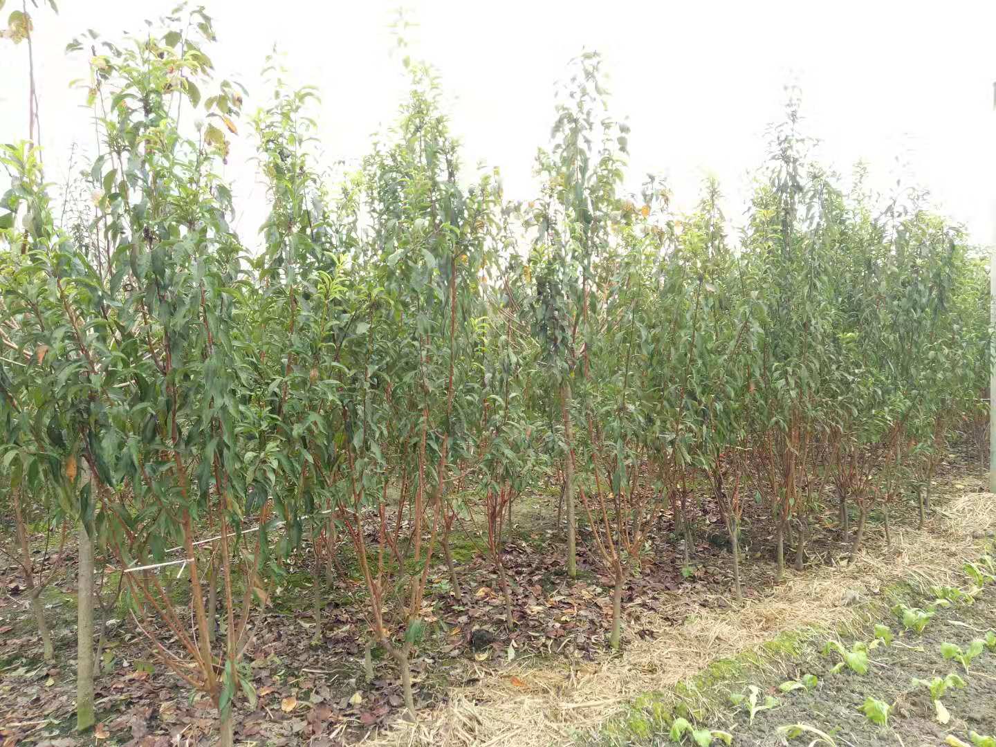 重慶北碚李子樹苗批發_青脆李苗林下作物_李樹苗栽種事項