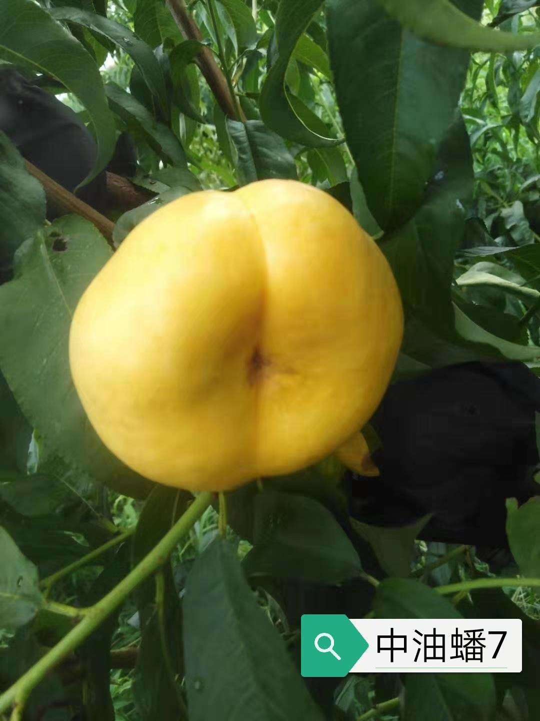 襄陽桃子苗_桃子苗基地_高成活率桃樹苗