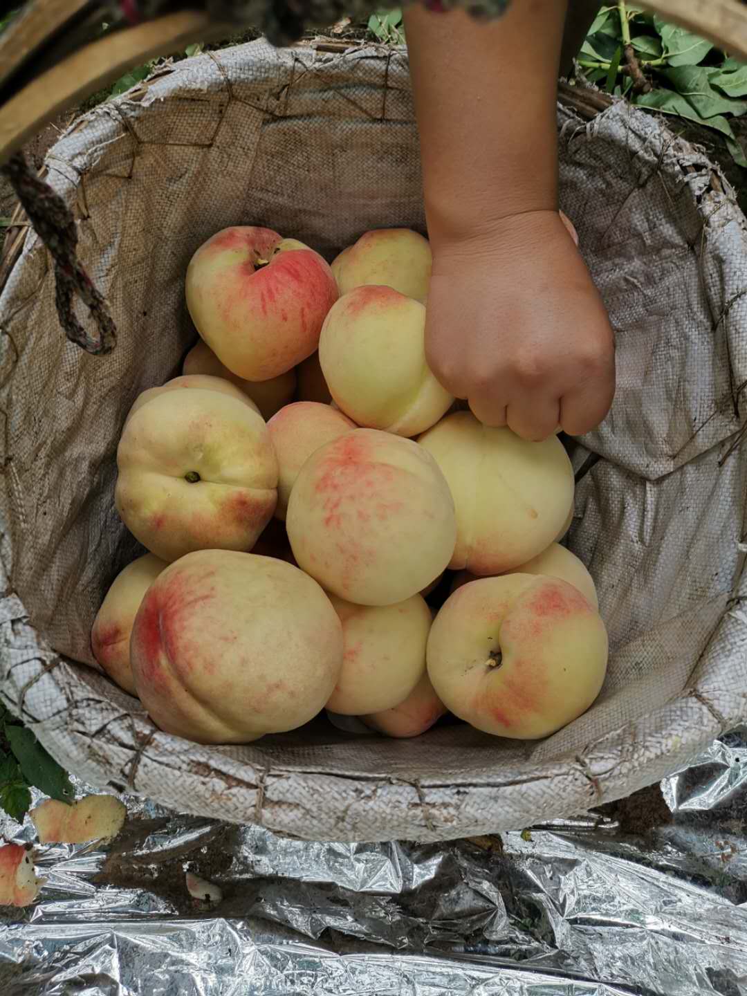 襄陽桃子苗_桃子苗基地_高成活率桃樹苗