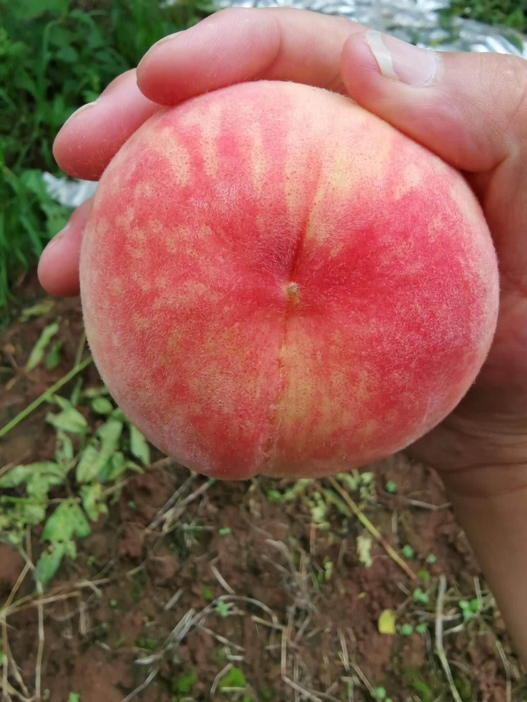 襄陽桃子苗_桃子苗基地_高成活率桃樹苗