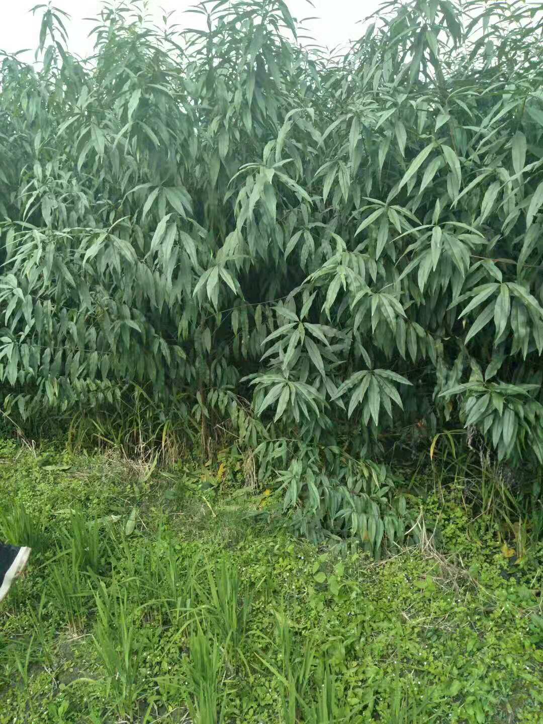 出售成都水蜜桃樹苗,出售適合成都桃樹苗,桃樹苗高產管理