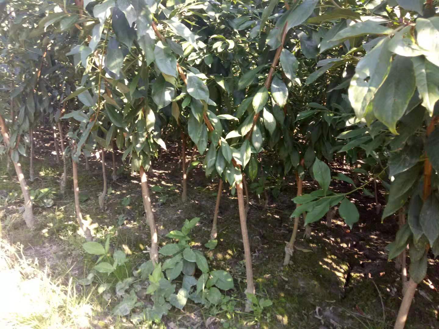 四川遂寧晚熟李子苗,晚熟李子苗基地,自家李子苗出售