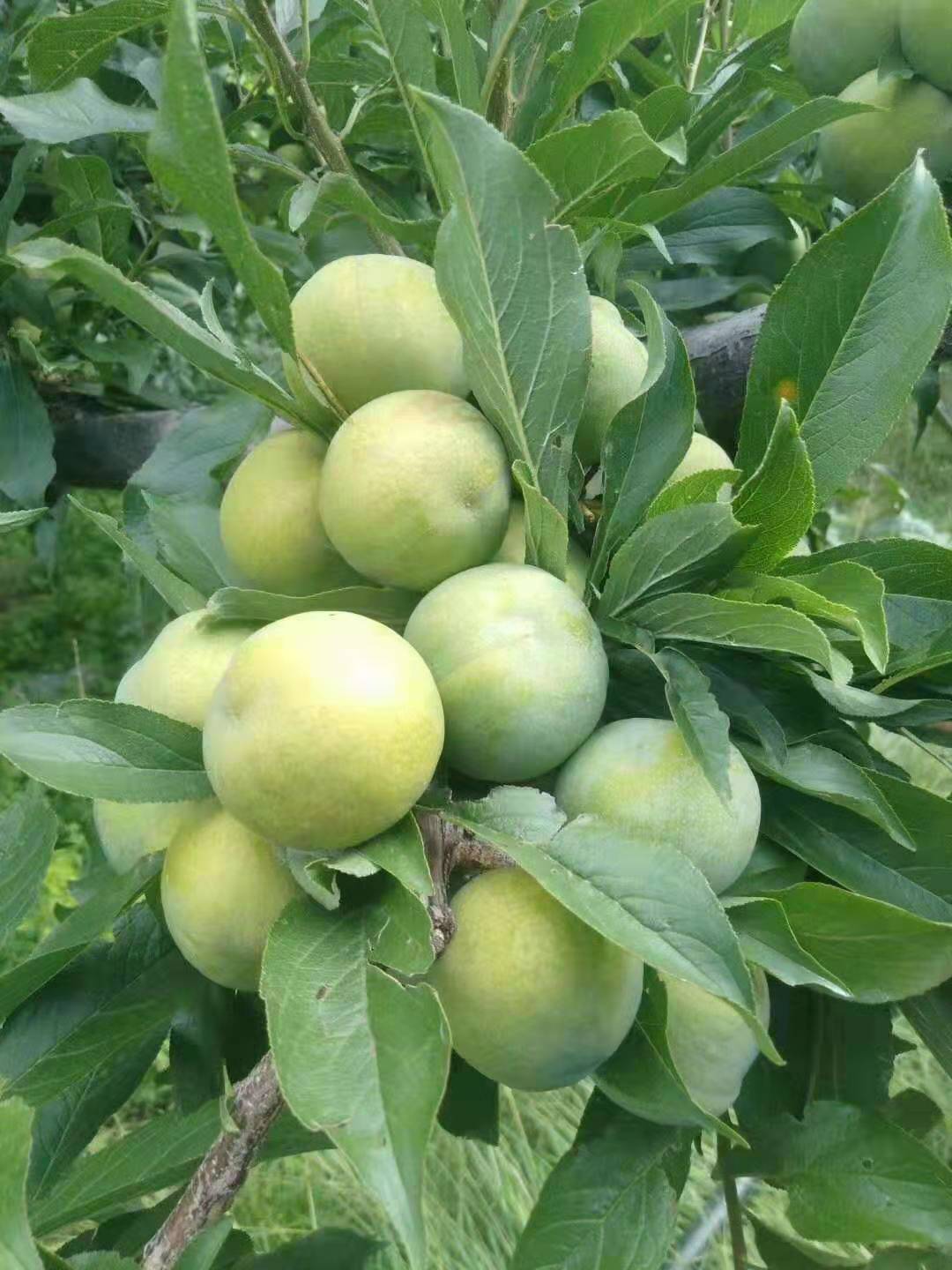 四川自貢青脆李苗,青脆李苗價格,親親果園青脆李子苗