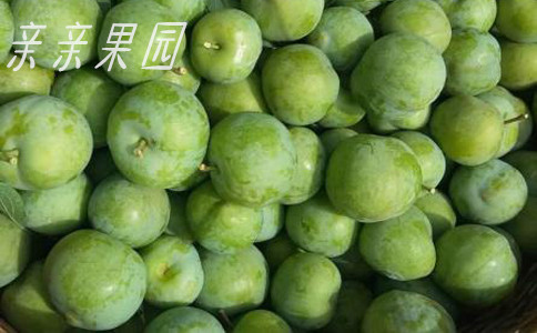 四川攀枝花晚熟李子苗,晚熟李子苗廠家,味甜多汁李子苗