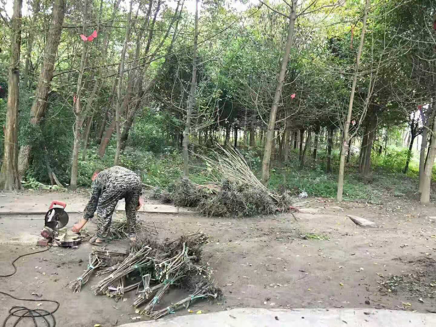 四川雅安晚熟李子苗,晚熟李子苗批發,李子苗整地開溝