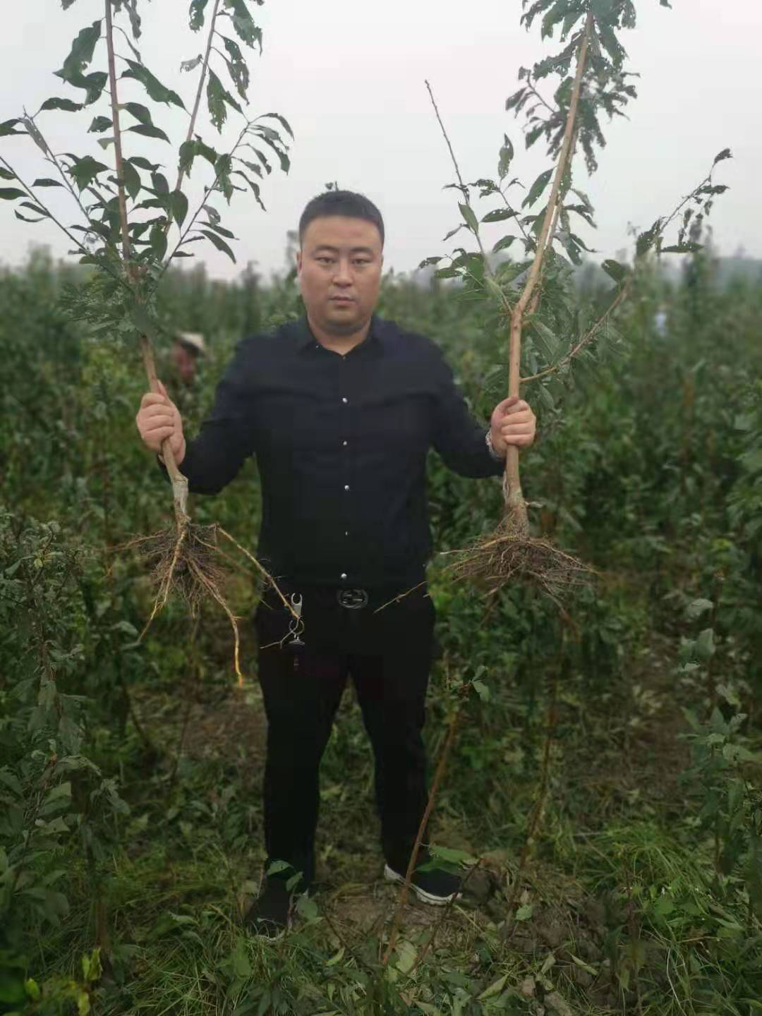 四川成都晚熟李子苗,晚熟李子苗出售,李子苗種植要求
