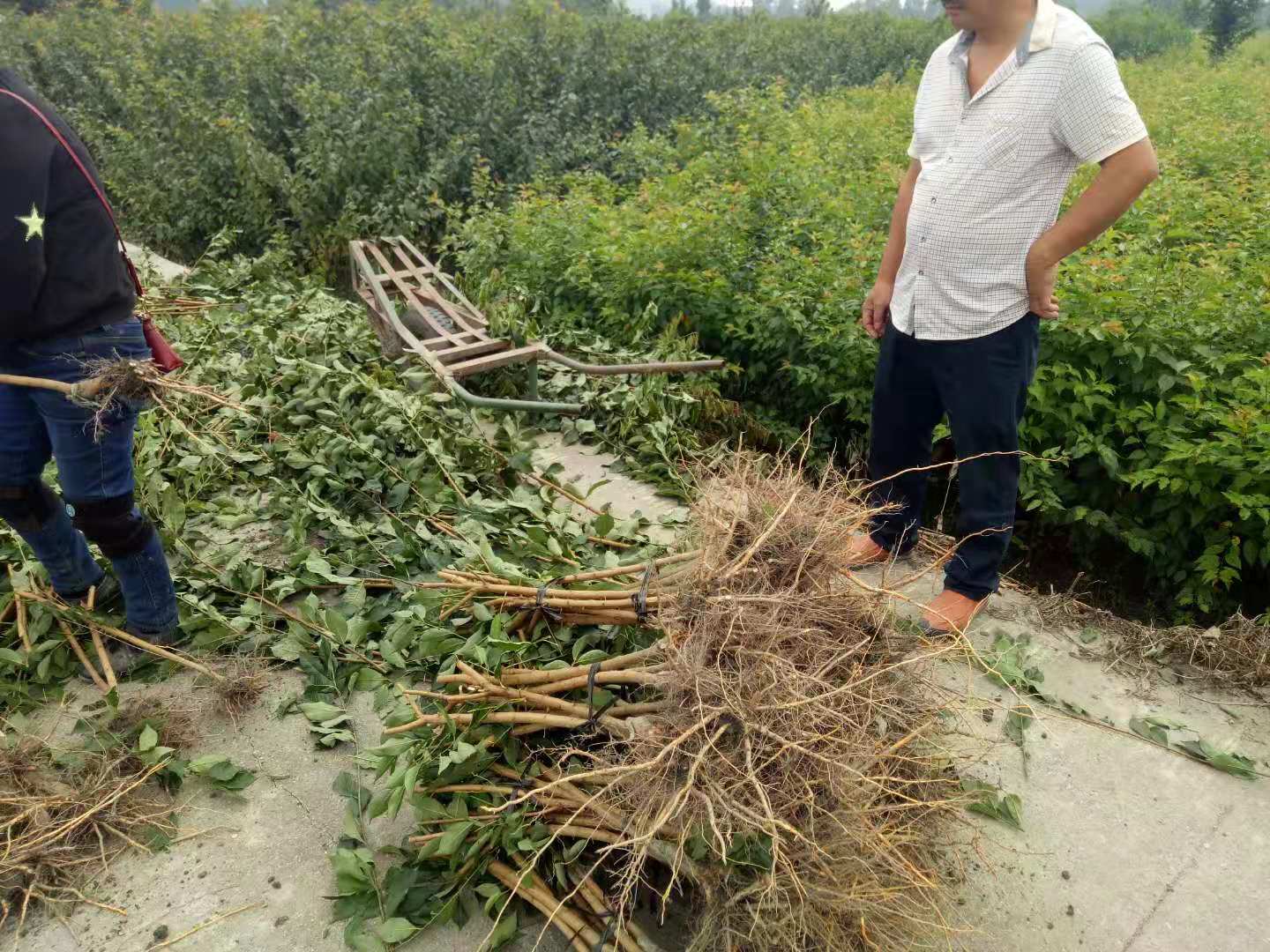 四川涼山晚熟青脆李苗,晚熟青脆李苗廠家,親親果園青脆李子苗
