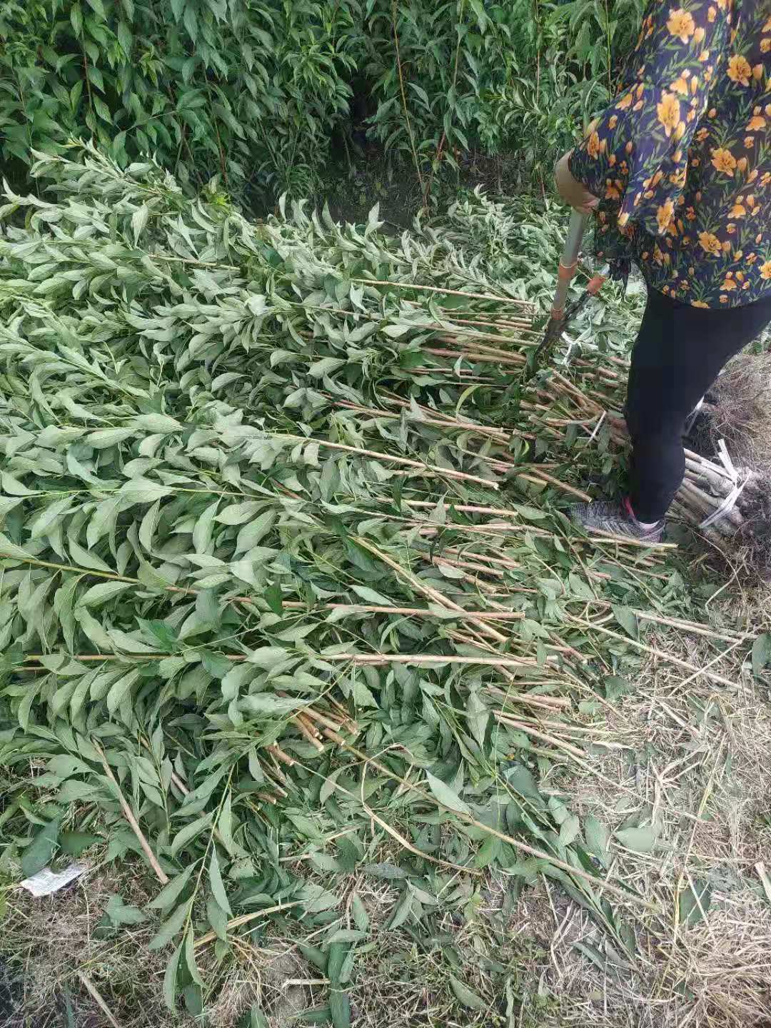四川內江青脆李苗,青脆李苗價格,脆甜品種李子苗