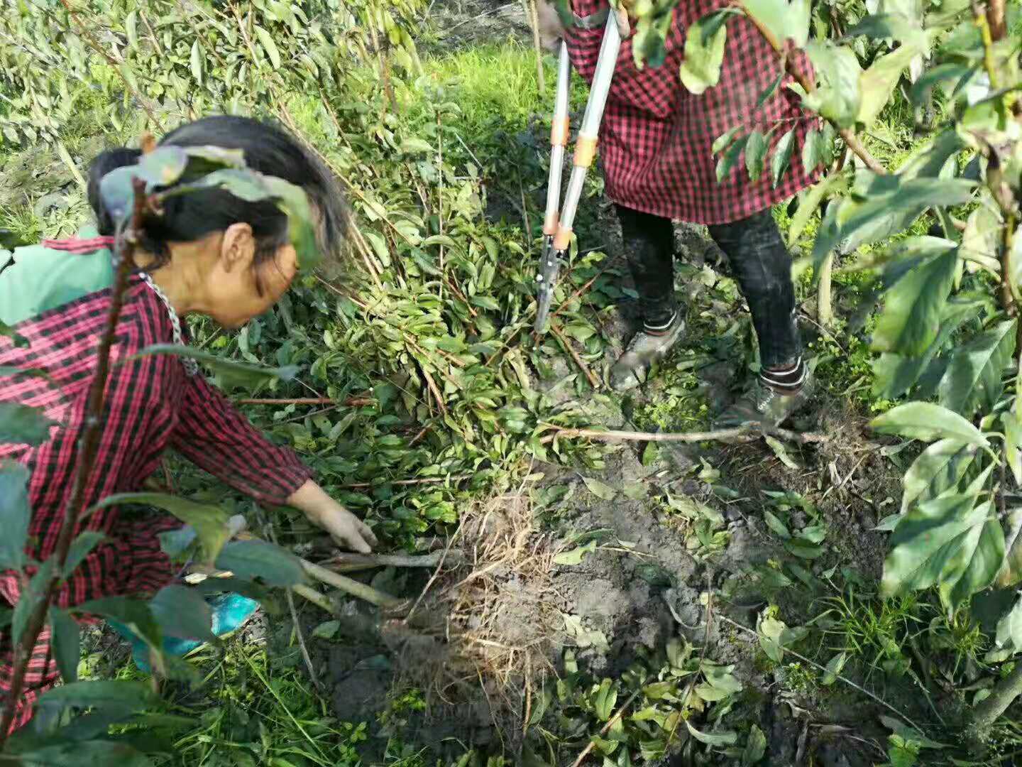 四川雅安晚熟李子苗,晚熟李子苗批發,李子苗整地開溝