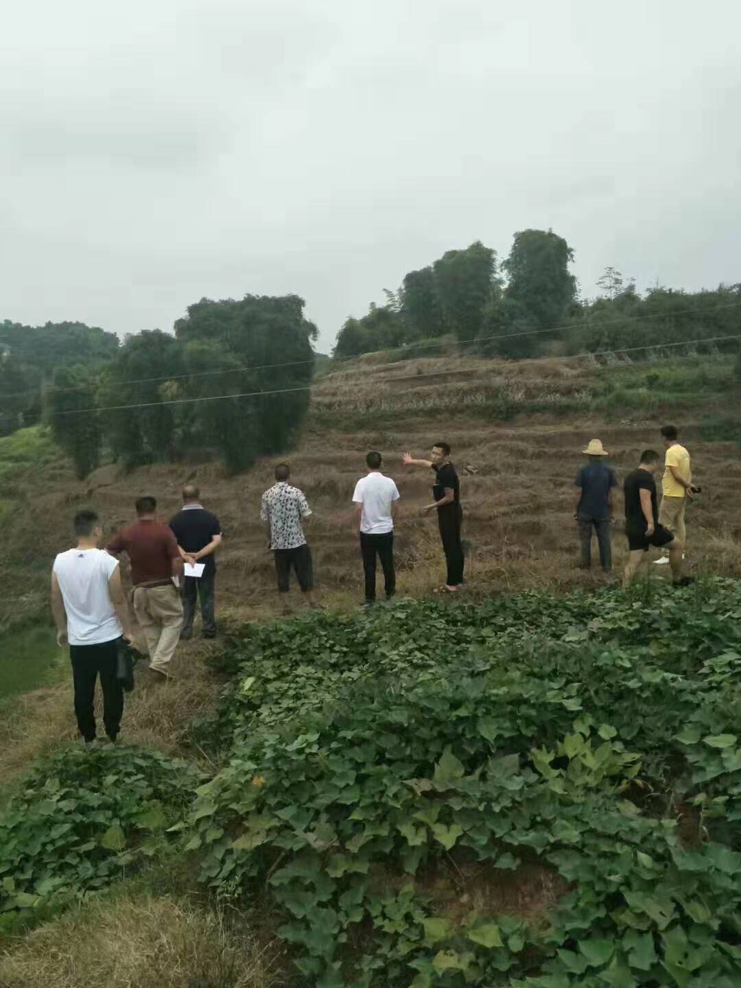 四川雅安晚熟青脆李苗,晚熟青脆李苗批發,李子樹苗根系發達