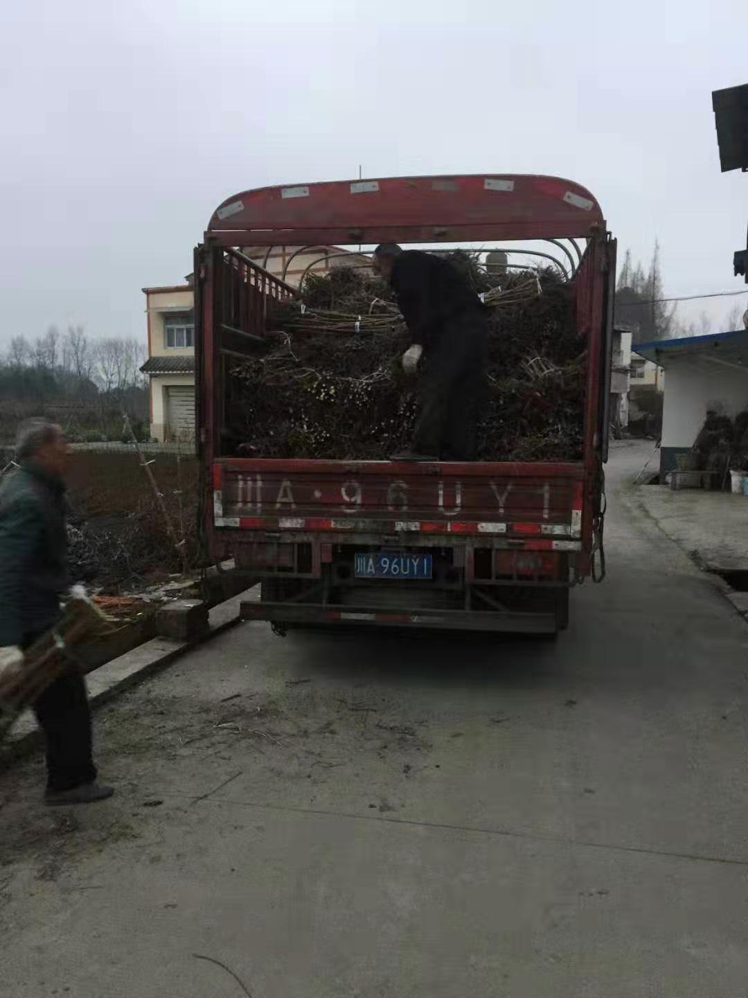 四川遂寧晚熟李子苗,晚熟李子苗基地,自家李子苗出售