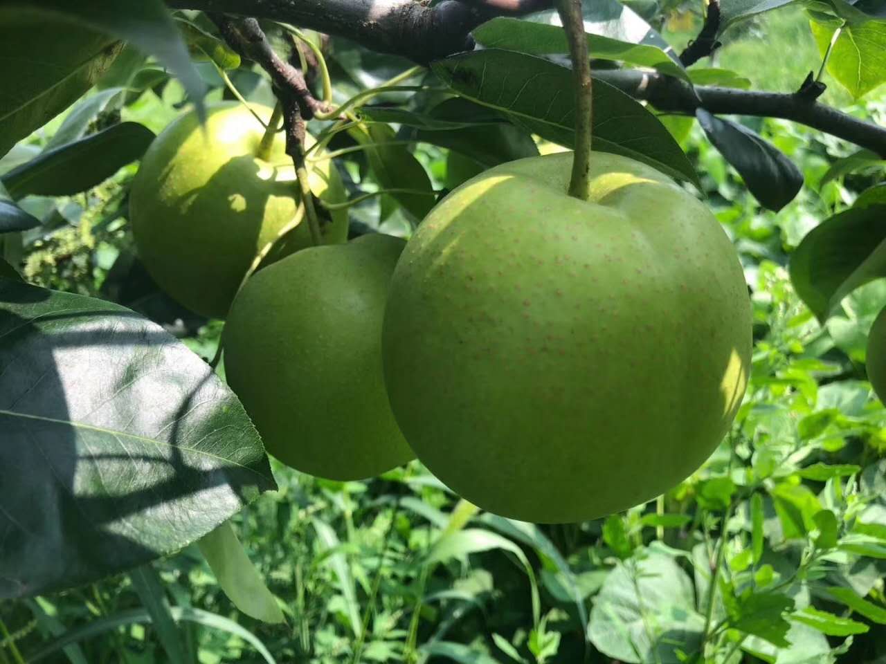 四川阿壩梨樹苗,四川干旱土地梨樹苗,皮脆水多的梨子品種