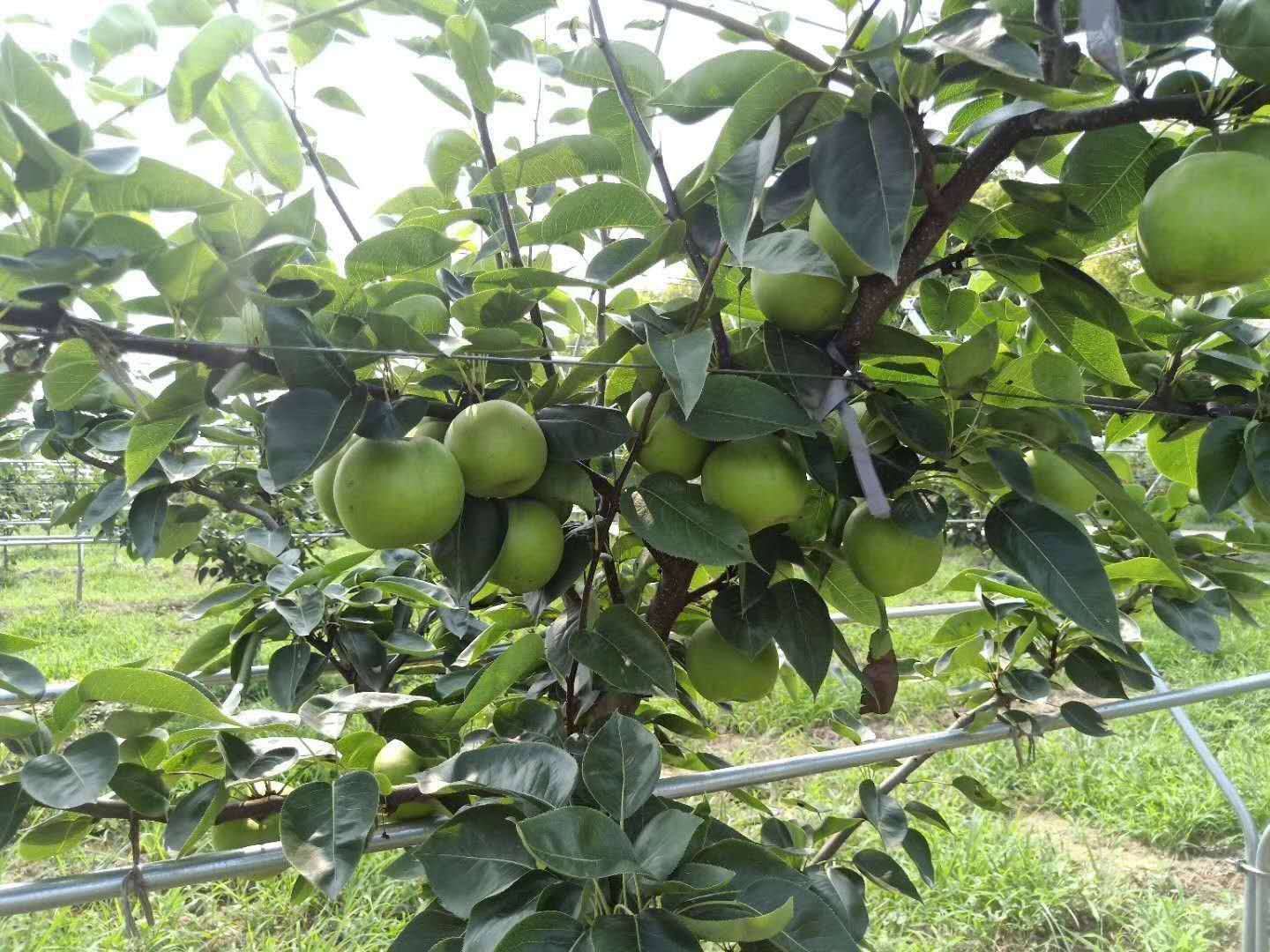 四川綿陽梨子苗,四川山區梨子苗,皮脆水多的梨子品種