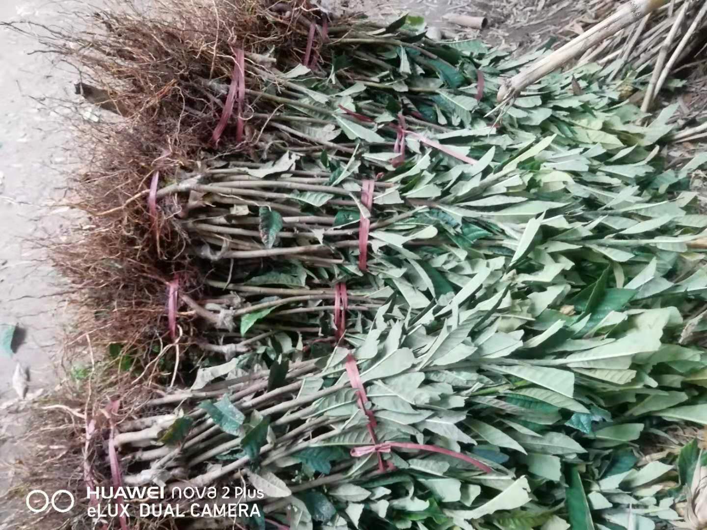 四川樂山枇杷苗,四川枇杷苗出售,掛果久的枇杷苗