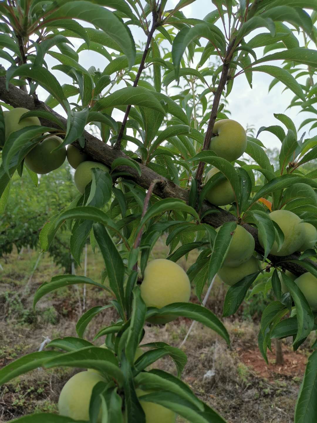 蜂糖李樹苗,湖南湘西蜂糖李樹苗價格,李子苗種植要求